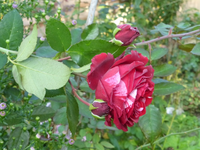 P1530940.webp