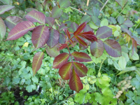 P1530944.webp