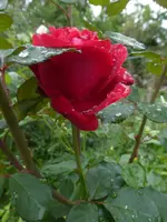 P1540211.webp