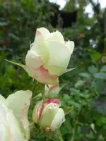 P1540102.webp