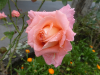 P1540151.webp
