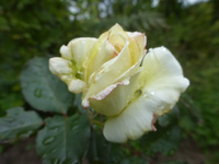 P1540112.webp