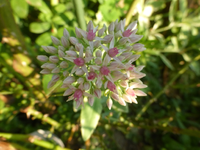 P1540012.webp