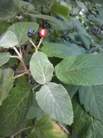 CAM00951.webp