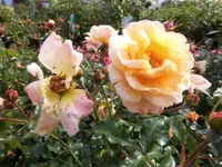 Bilda026.webp