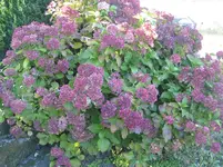 023.webp