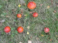 004.webp