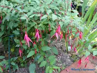 comp_P1250819.webp