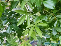 comp_P1250823.webp