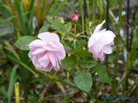 comp_P1250822.webp
