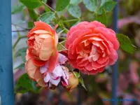 comp_P1250824.webp