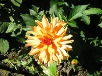IMG_4502.webp