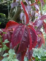 P1530915.webp