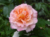 P1540141.webp