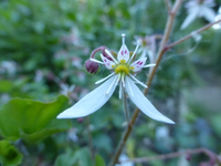 P1410841.webp