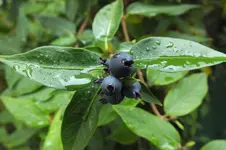 DSCF3708.webp