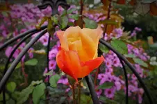 DSCF3713 (2).webp