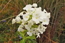 DSCF3729 (2).webp