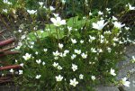 2013_0608Frühling0003.jpg