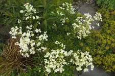 DSCF1389.webp