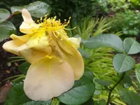 DSCF9003.webp
