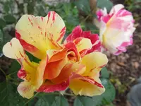 DSCF9856.webp