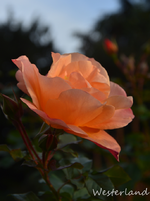 DSC_5803.webp