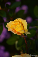 DSC_5805.webp