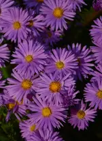 DSC_5806.webp