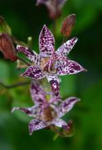 DSC_5808.webp