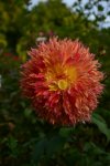 DSC_5811.jpg