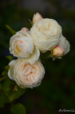 DSC_5813.webp