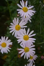 DSC_5817.webp
