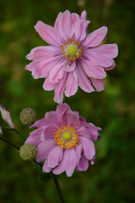 DSC_5820.webp
