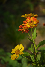DSC_5821.webp