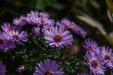 IMG_0728.webp
