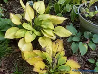 comp_P1250838.webp