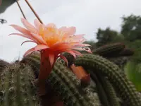 DSCF9832.webp
