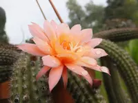 DSCF9831.webp