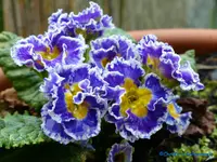 comp_P1250841.webp