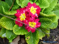 comp_P1250842.webp