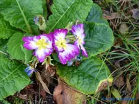 comp_P1250844.webp