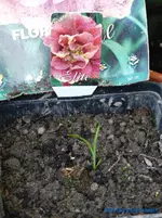 comp_P1250845.webp