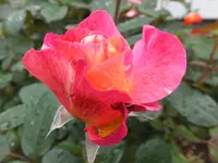 DSCF9836.webp