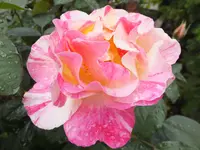 DSCF9837.webp