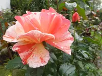 DSCF9841.webp