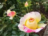 DSCF9847.webp