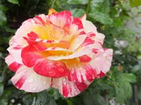 DSCF9849.webp