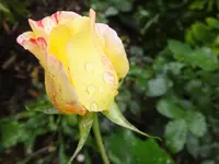 DSCF9852.webp