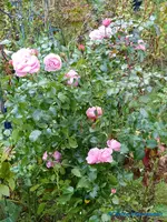 comp_P1250836.webp